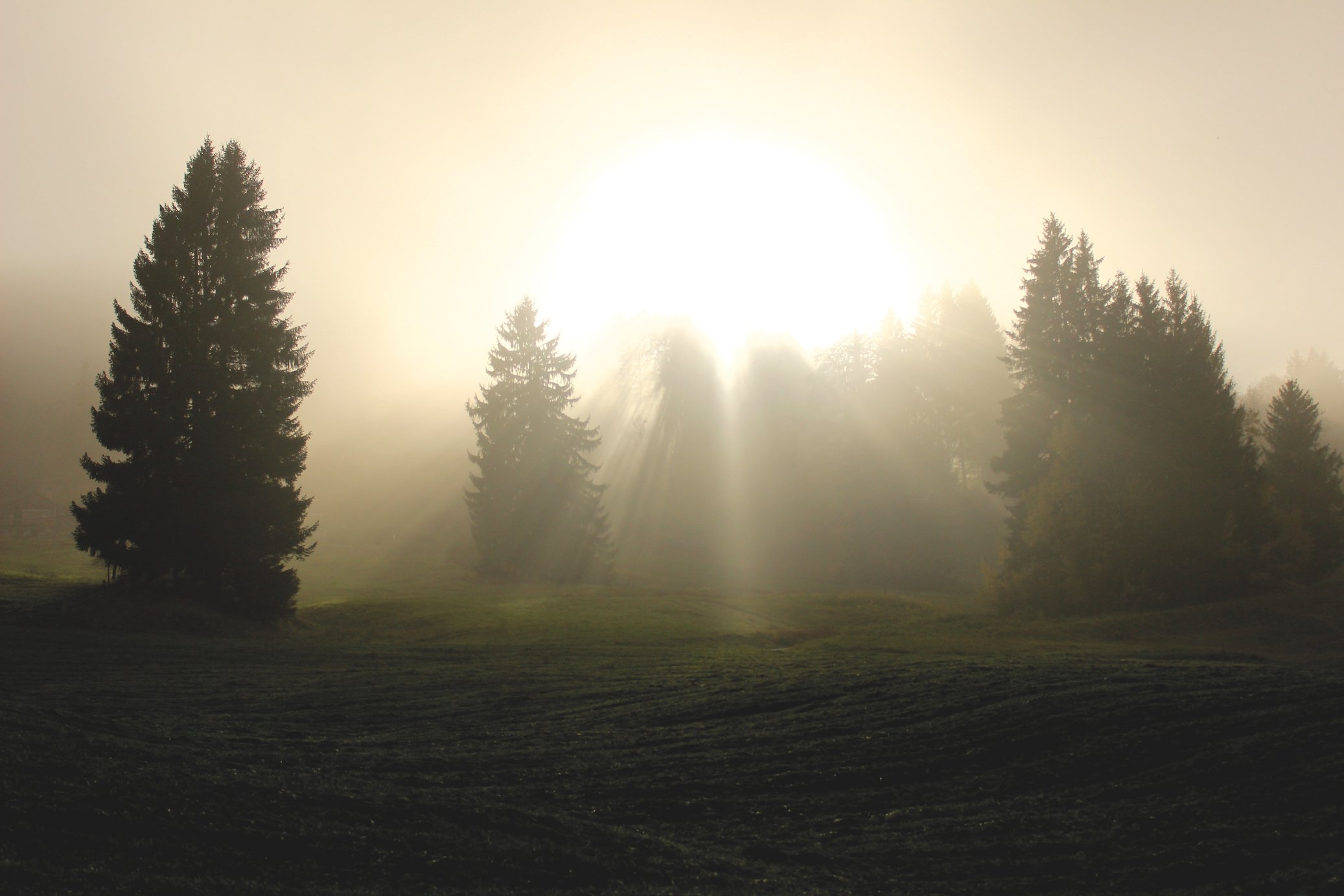 Foggy Sunny Forest